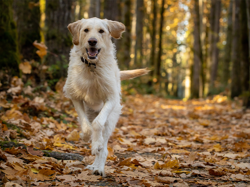 Adolescent and Adult Dog Training