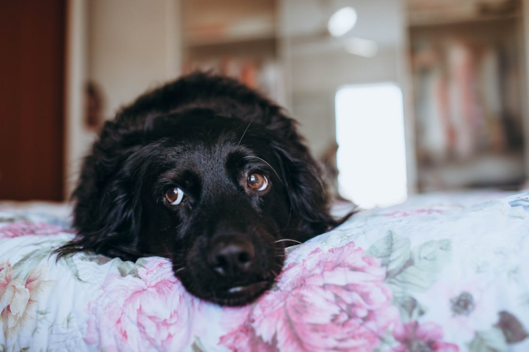 black dog anxious, stressed gaze