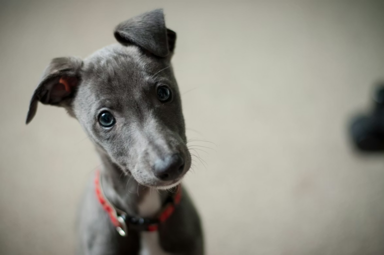 An inquisitive gray puppy