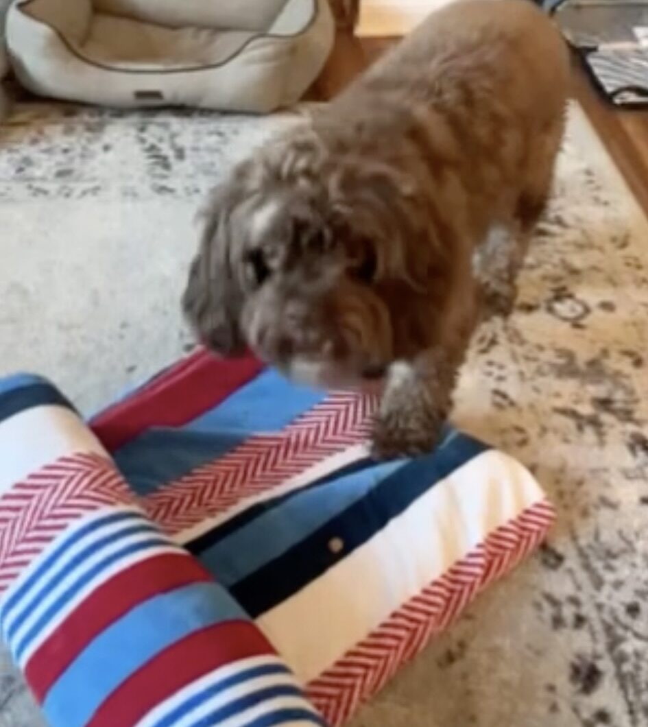 Rescue dog doing Free Work